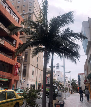 오키나와 : 차사고가 나버렸어요!